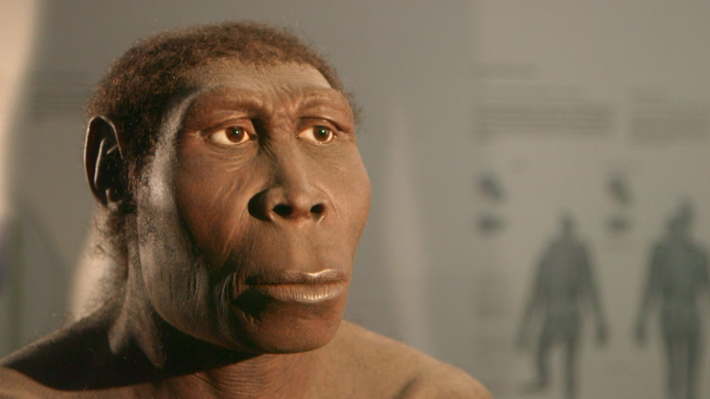 Rekonstruktion eines Homo erectus mit realistischen Gesichtszügen und Blick.