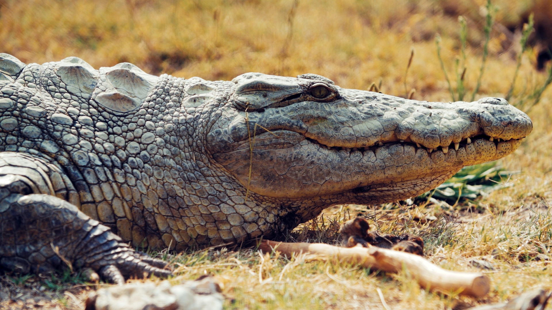 Nahaufnahme eines liegenden Krokodils mit sichtbaren Schuppen und geöffnetem Maul auf trockenem Gras