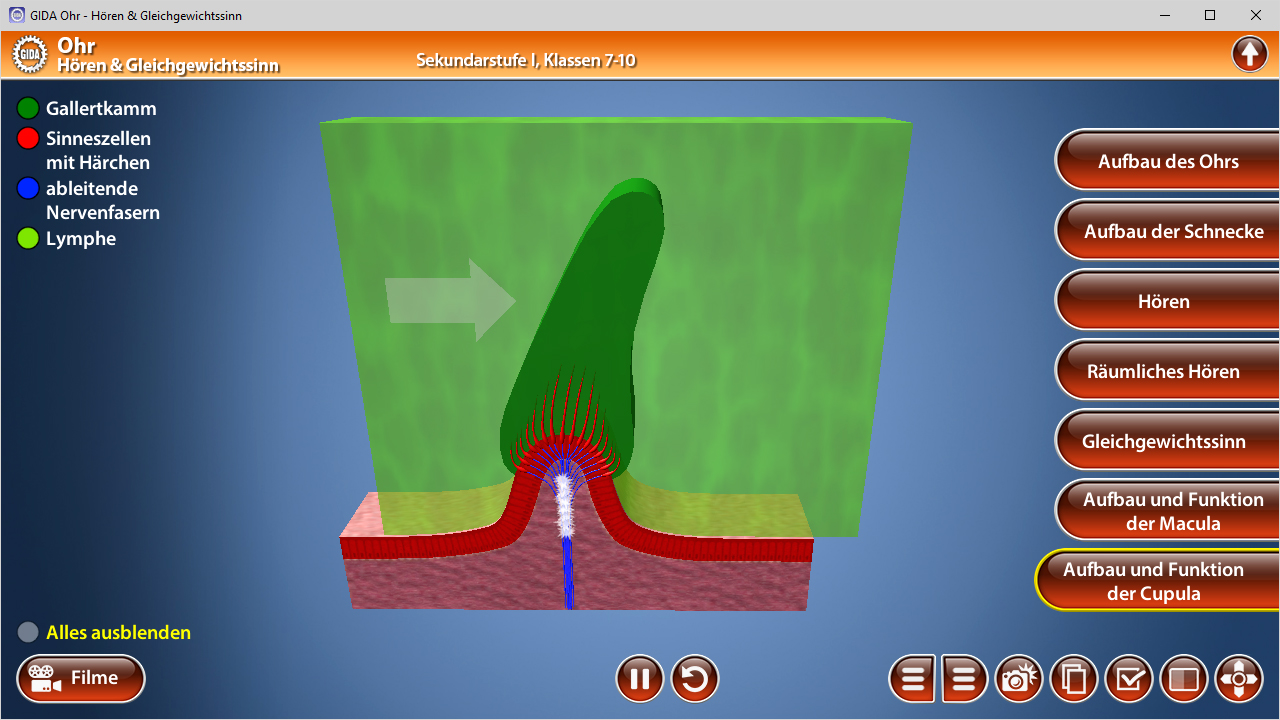 3D-Diagramm des menschlichen Ohrs mit Beschriftungen zu verschiedenen Teilen wie Gallertkamm, Sinnesszellen und Schnecke.