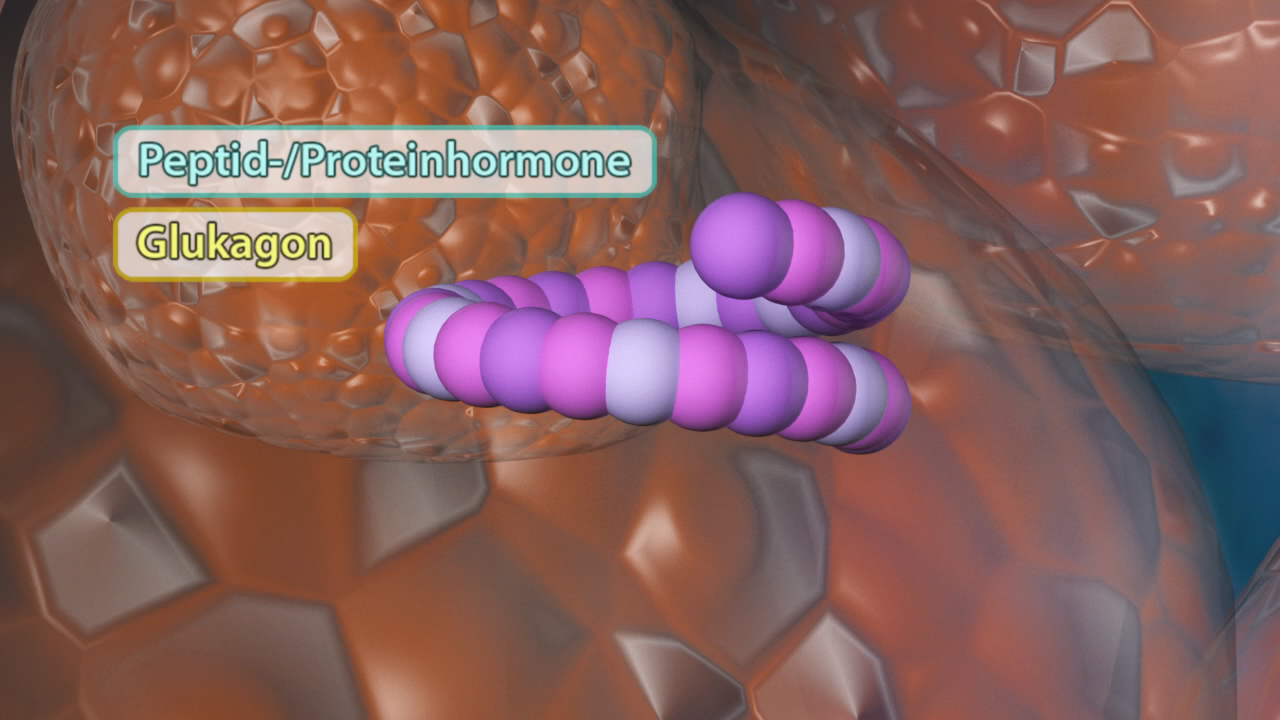 3D-Darstellung des Glukagons, einem Peptid-/Protein-Hormon, in einer zellulären Umgebung.