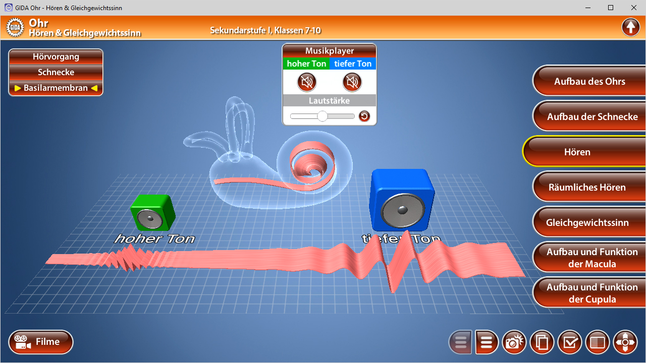 Interaktive Darstellung des menschlichen Ohrs mit Fokus auf Hören, einschließlich hoher und tiefer Töne.