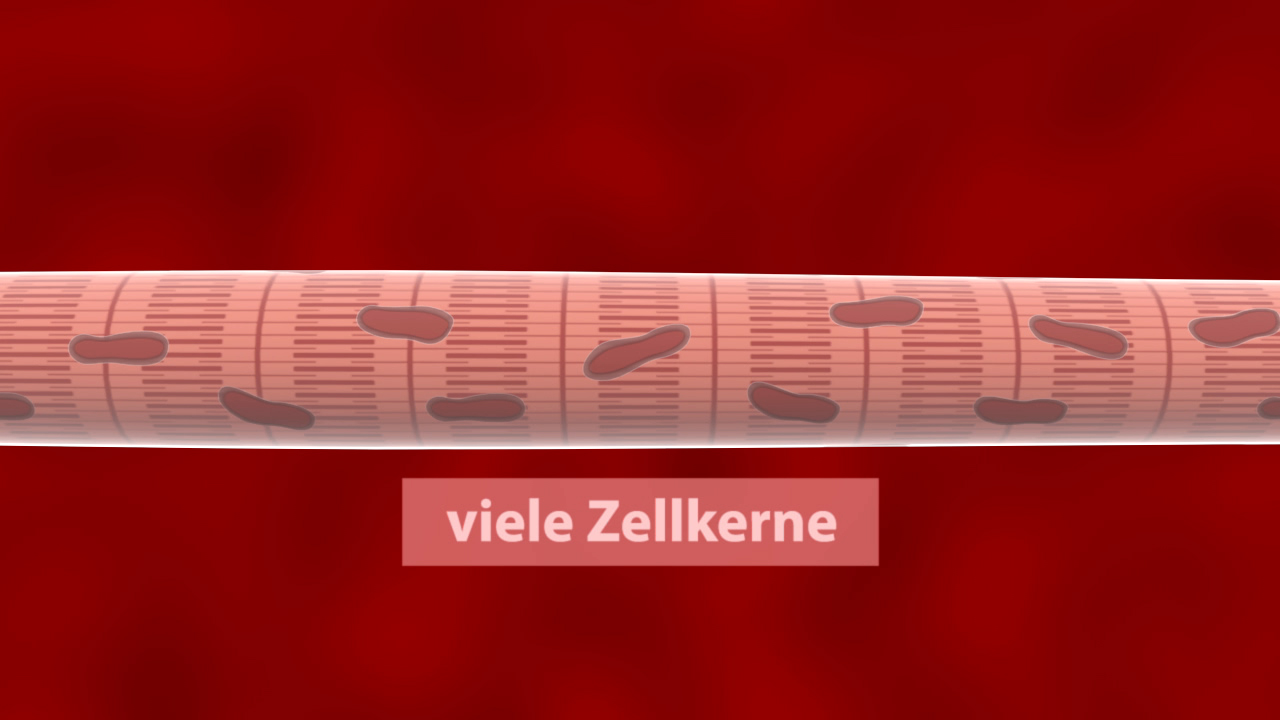 Grafik einer Muskelfaser mit Zellkernen.