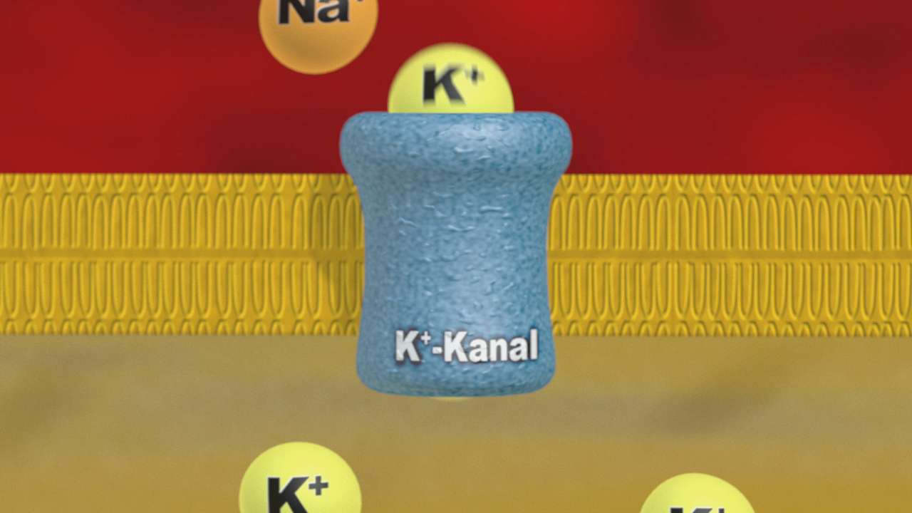 Darstellung eines K+-Kanals in einer Zellmembran mit K+- und Na+-Ionen.