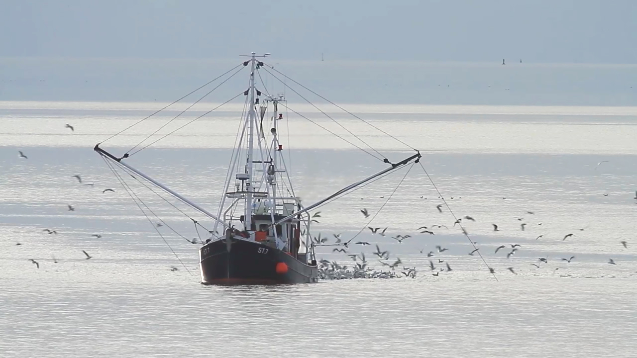Ein Fischereiboot fährt durch ruhiges Wasser, während Vögel um es herum fliegen.