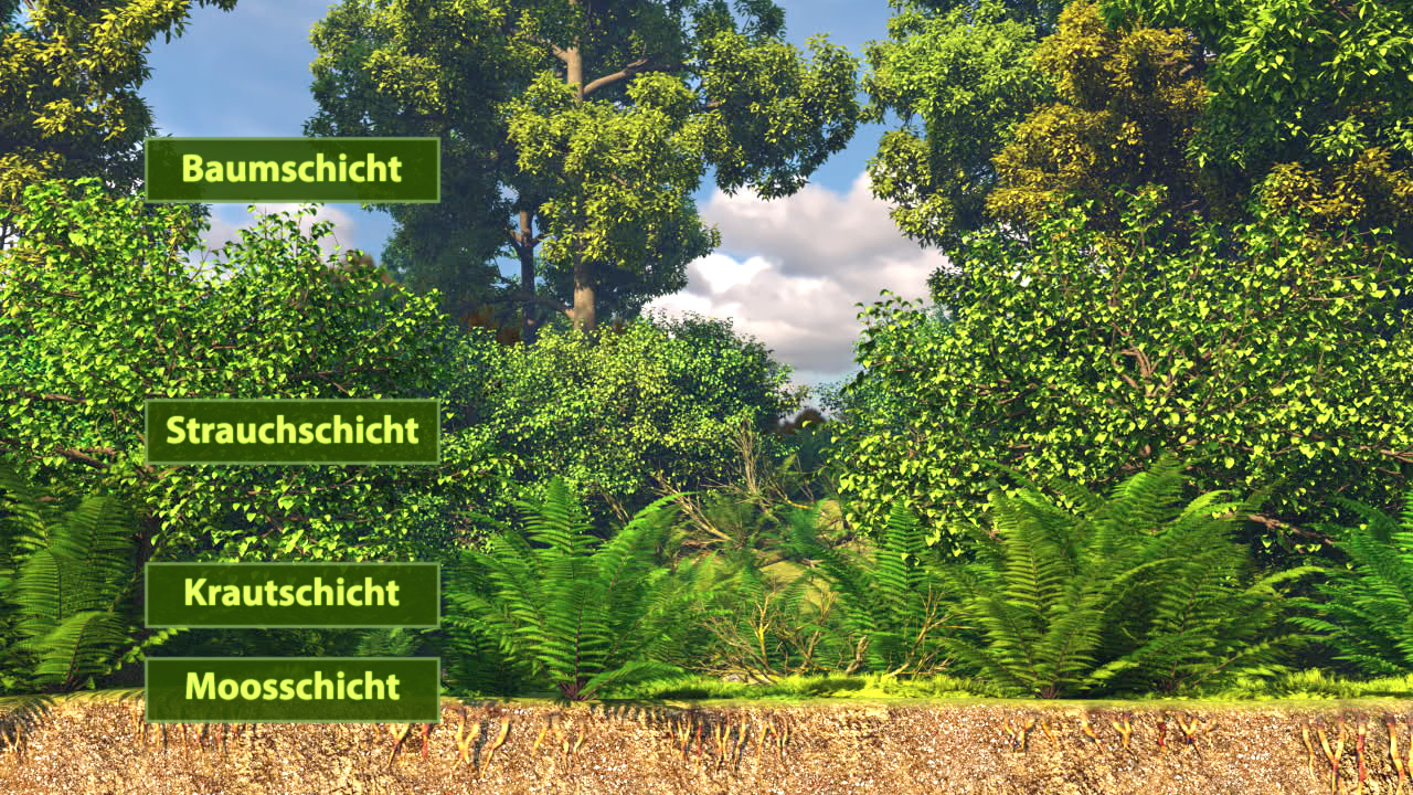 Diagramm der verschiedenen Schichten eines Waldes: Baumschicht, Strauchschicht, Krautschicht, Mooschicht.