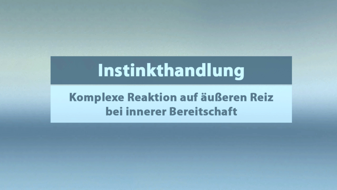 Text auf einem Hintergrund: 'Instinkthandlung - Komplexe Reaktion auf äußeren Reiz bei innerer Bereitschaft'