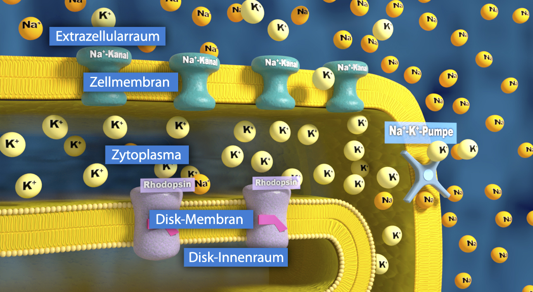 Illustration, welche die Na⁺/K⁺-Pumpe, Zellmembran und ionische Verteilung in einer Zelle zeigt.