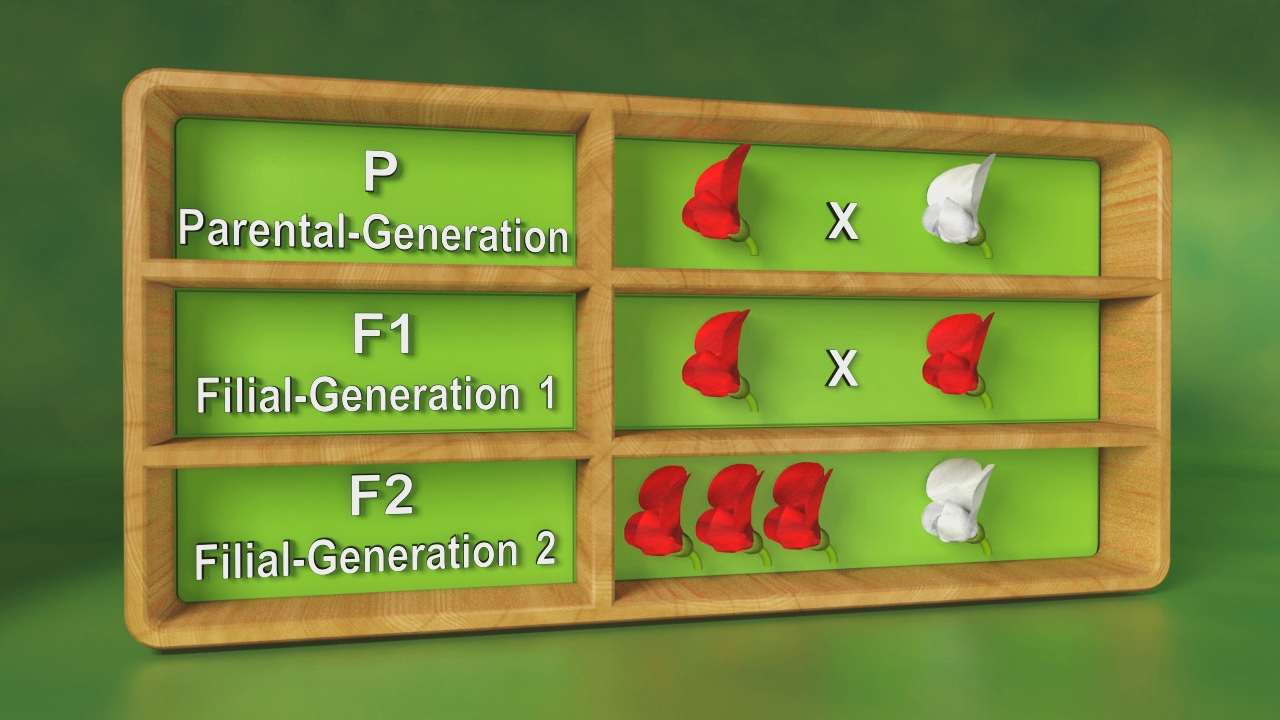 Genetische Kreuzungstabelle mit den Generationen P, F1 und F2, zeigt rote und weiße Merkmale.