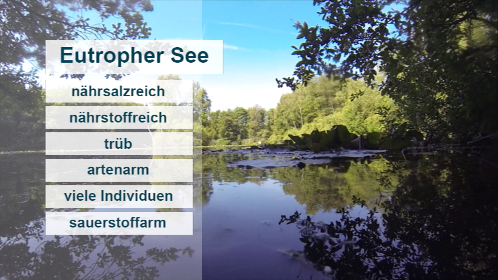 Infografik über eutrophe Seen mit Begriffen wie 'nährsalzreich', 'trüb', und 'artenarm'.