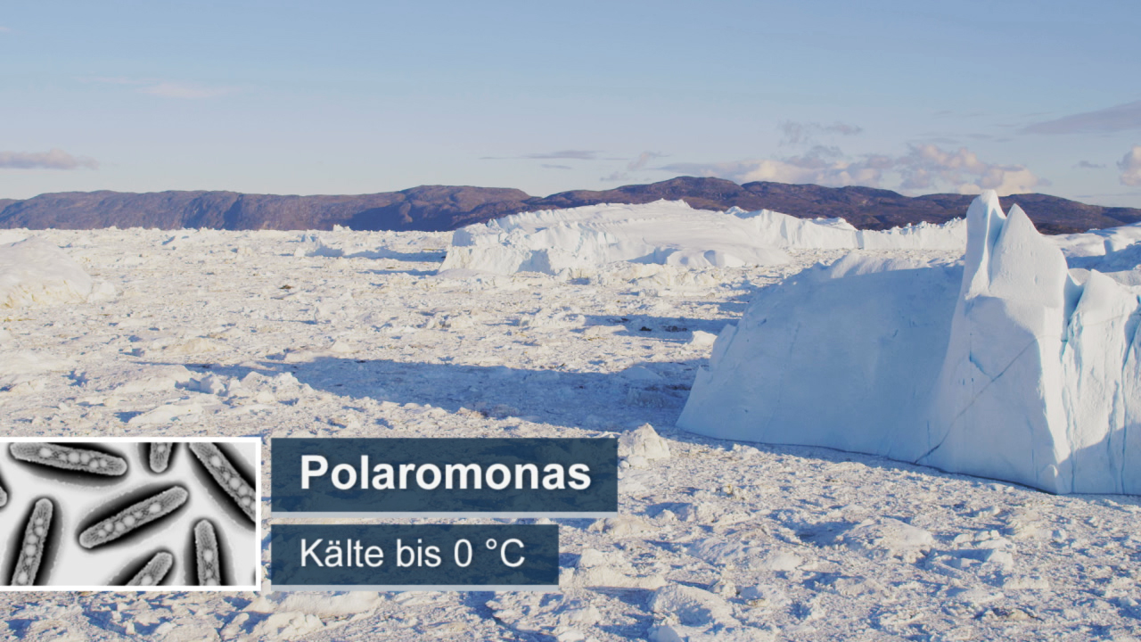Eisige Landschaft mit Gletschern und Polaromonas-Bakterien, die Kälte bis 0 °C überstehen.