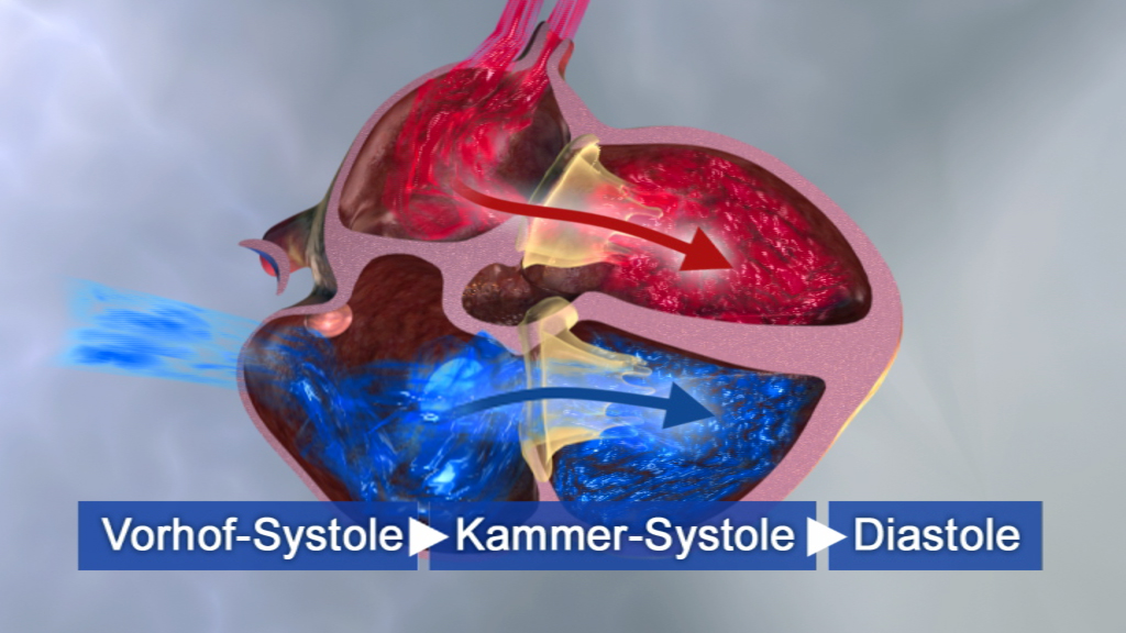 Diagramm des menschlichen Herzens, das die Phasen Vorhof-Systole, Kammer-Systole und Diastole zeigt, mit farbigen Strömungen.