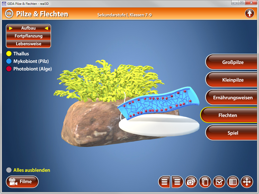 3D-Darstellung von Pilzen und Flechten mit einer Grafik, die den Aufbau und die Lebensweise zeigt.
