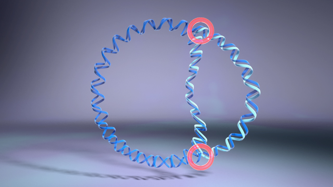 3D-Darstellung einer DNA-Doppelhelix mit hervorgehobenen Stellen in Rot.