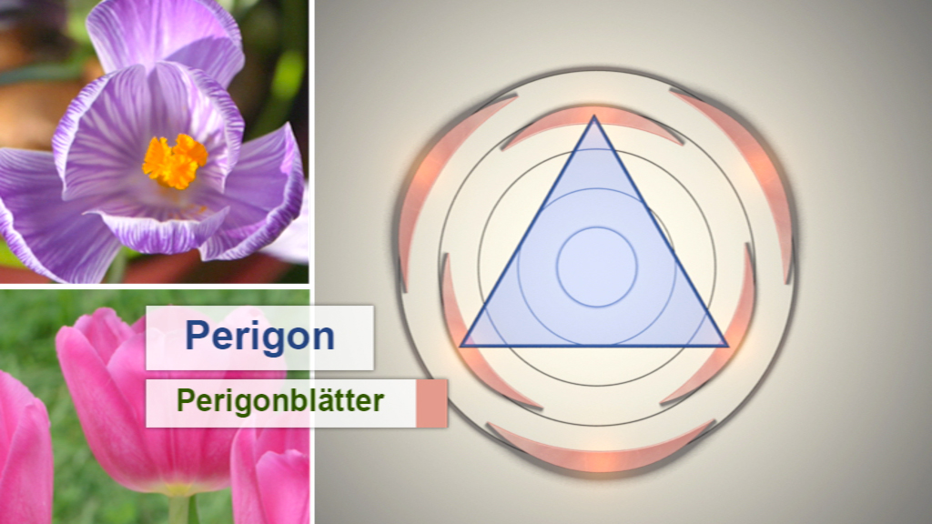Grafik zeigt eine Blume mit Perigonblättern und ein Diagramm mit einem Dreieck, das die Struktur der Blütenblätter darstellt.