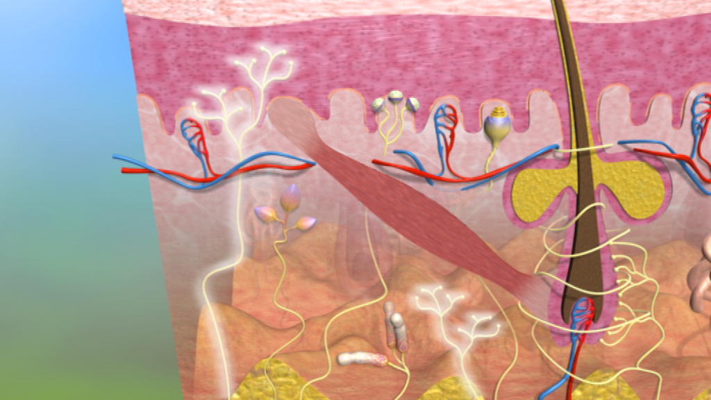 Diagramm der Hautschichten mit Nervenenden, Blutgefäßen und Haarfollikeln.