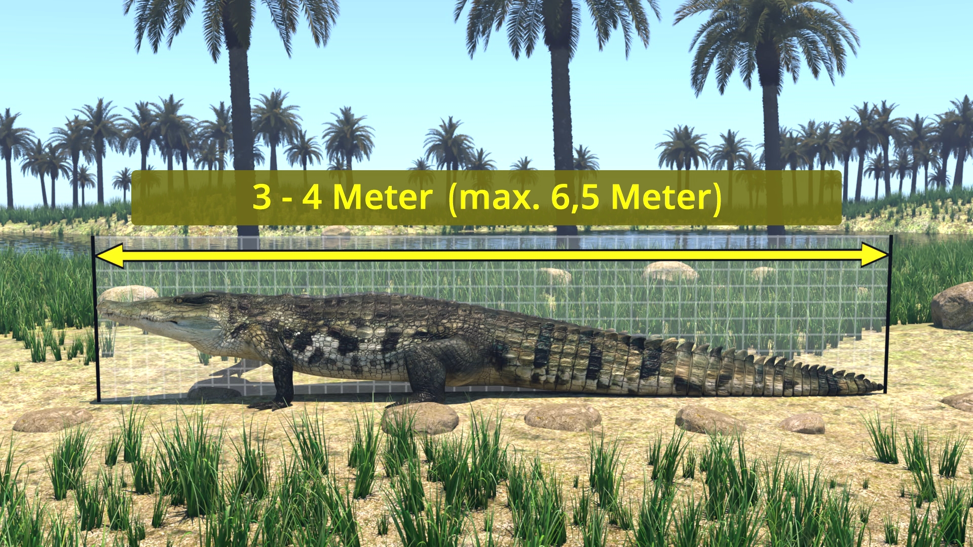 Krokodil liegt auf sandigem Boden vor Palmen mit Maßangabe 3 bis 4 Meter, maximal 6,5 Meter Länge
