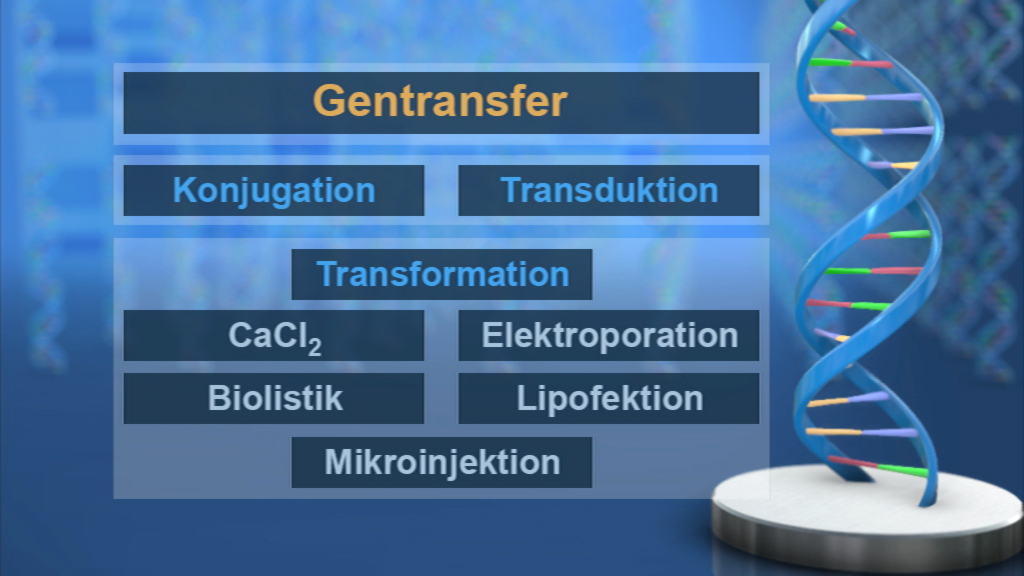 Diagramm zum Gentransfer mit den Methoden Konjugation, Transduktion und Transformation, einschließlich CaCl2, Elektroporation, Biolistik, Lipofektion und Mikroinjektion.