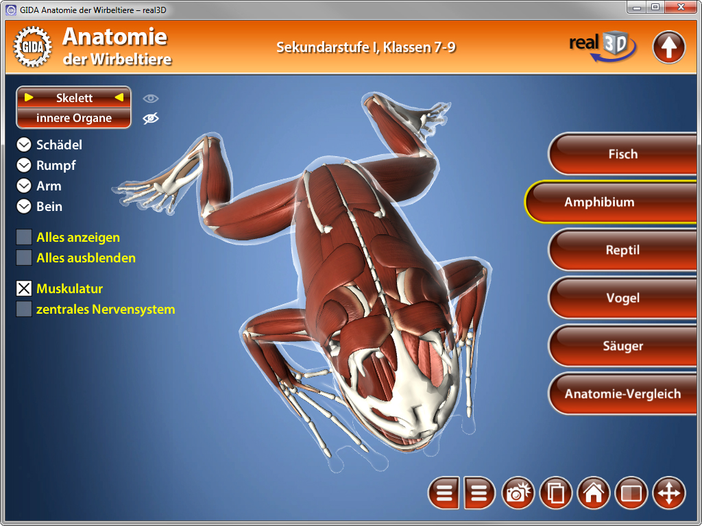 3D-Darstellung eines Frosches mit sichtbarem Skelett und Muskeln, Teil einer Anatomie-Software für Schüler der Klassen 7-9.