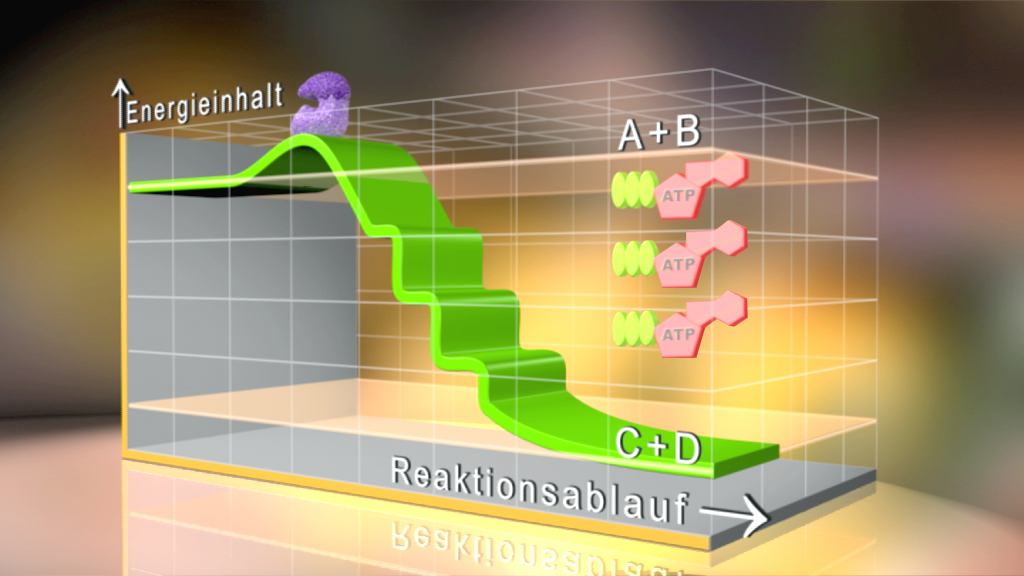 Grafik zeigt den Energieverlauf einer chemischen Reaktion mit den Reaktanten A+B und Produkten C+D, sowie ATP-Molekülen.