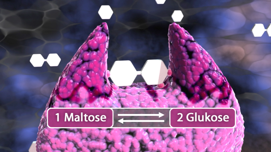 Molekulare Darstellung der Umwandlung von 1 Maltose in 2 Glukosemoleküle.