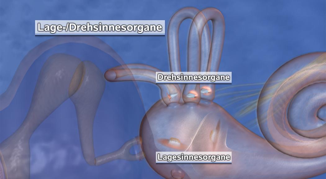 Diagramm der Lage- und Drehinnensorgane im menschlichen Ohr, mit Beschriftungen der Organe.