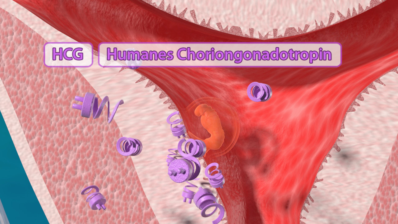 Grafik, die die Struktur von humanem Choriongonadotropin (HCG) zeigt, mit lila Molekülen und einem orangefarbenen Embryo im Uterus.