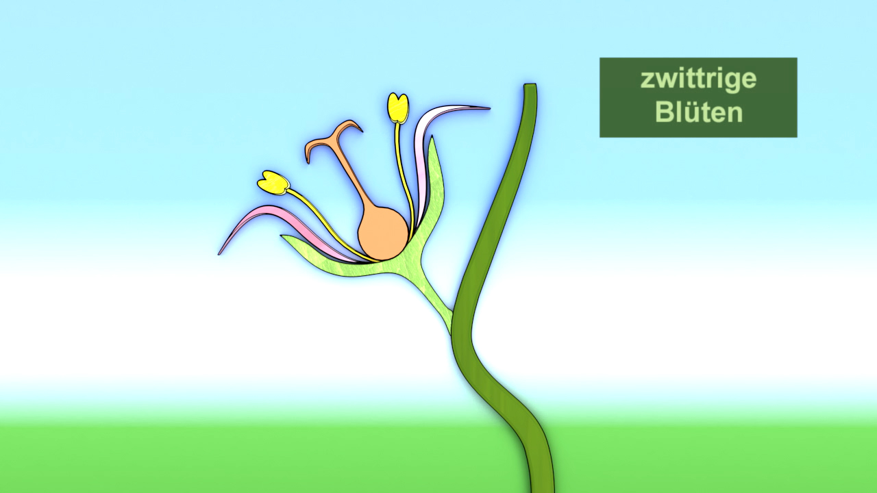Illustration einer Pflanze mit zwittrigen Blüten, zeigt Blütenblätter und Stängel.