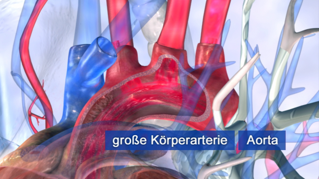 3D-Darstellung des menschlichen Herz-Kreislauf-Systems mit hervorgehobener Aorta und großen Körperarterien.