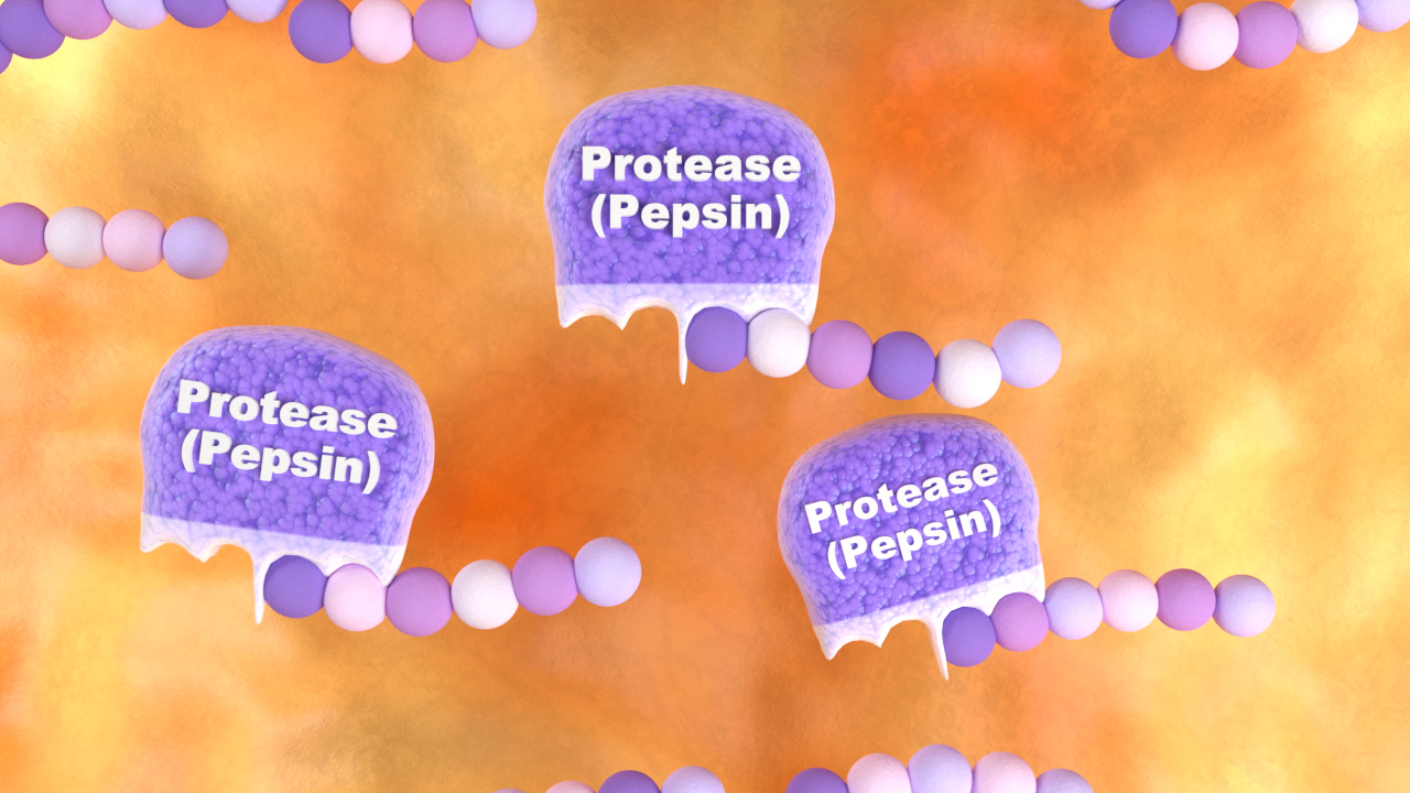 Grafik zeigt Proteasen (Pepsin) in einer orangefarbenen Umgebung, umgeben von Molekülen.