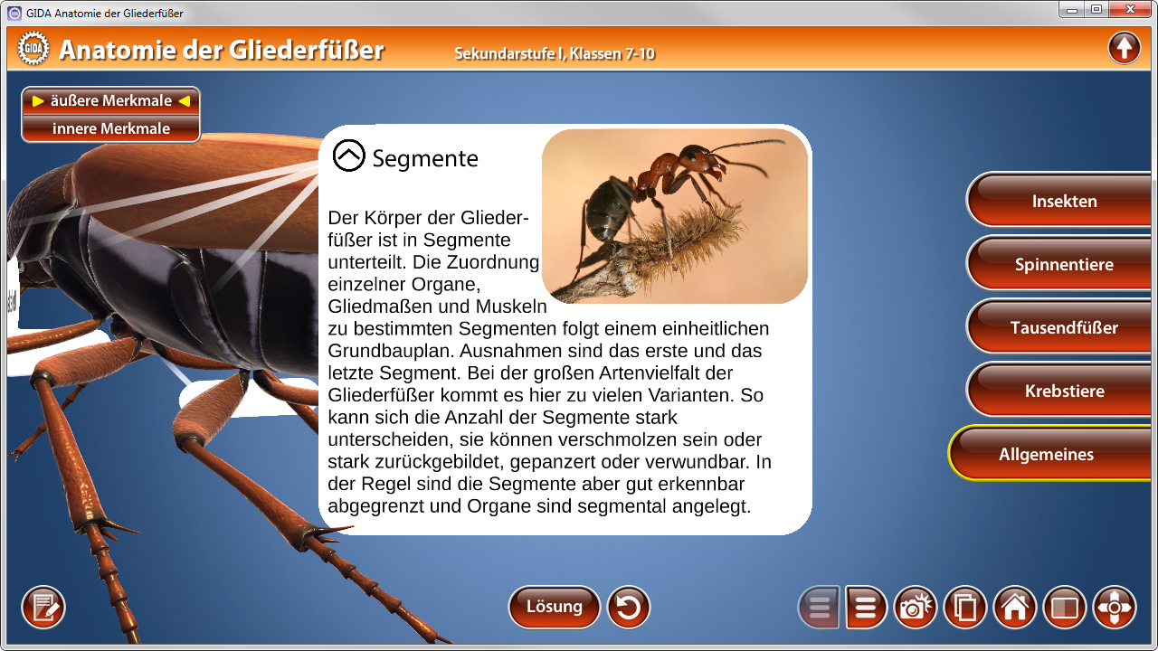 Diagramm zur Anatomie der Gliederfüßer, das Segmente und deren Merkmale beschreibt.