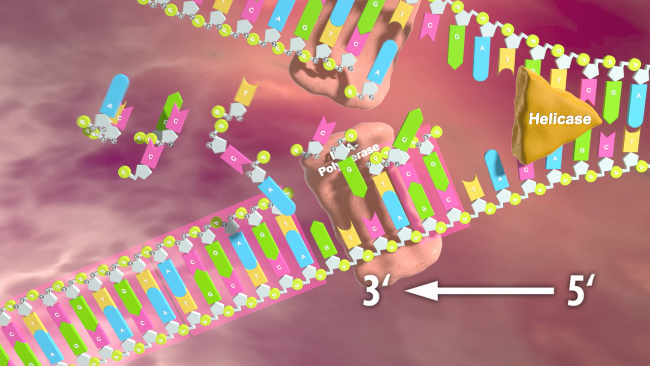 Diagramm einer DNA-Replikation mit Helikase und Polymerase, zeigt die Richtung der Stränge 3' und 5'.