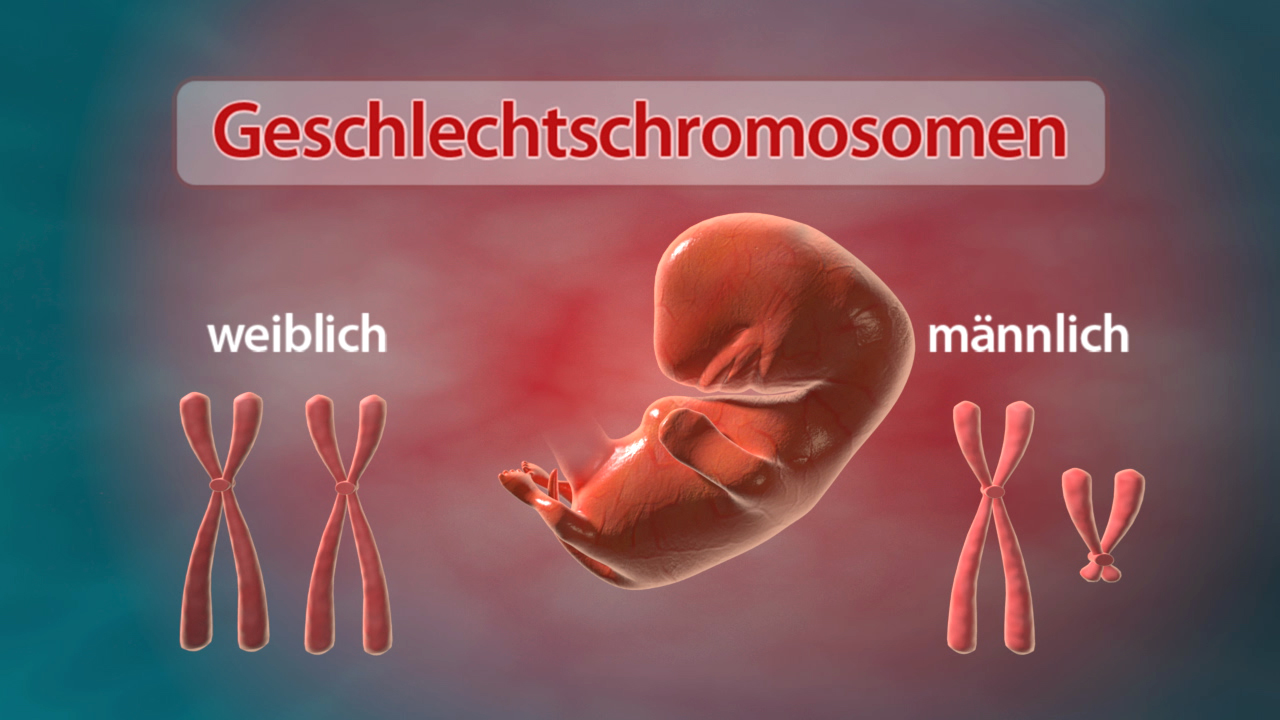 Grafik, die Geschlechtschromosomen zeigt: weiblich (XX) und männlich (XY) neben einer Darstellung eines Embryos.