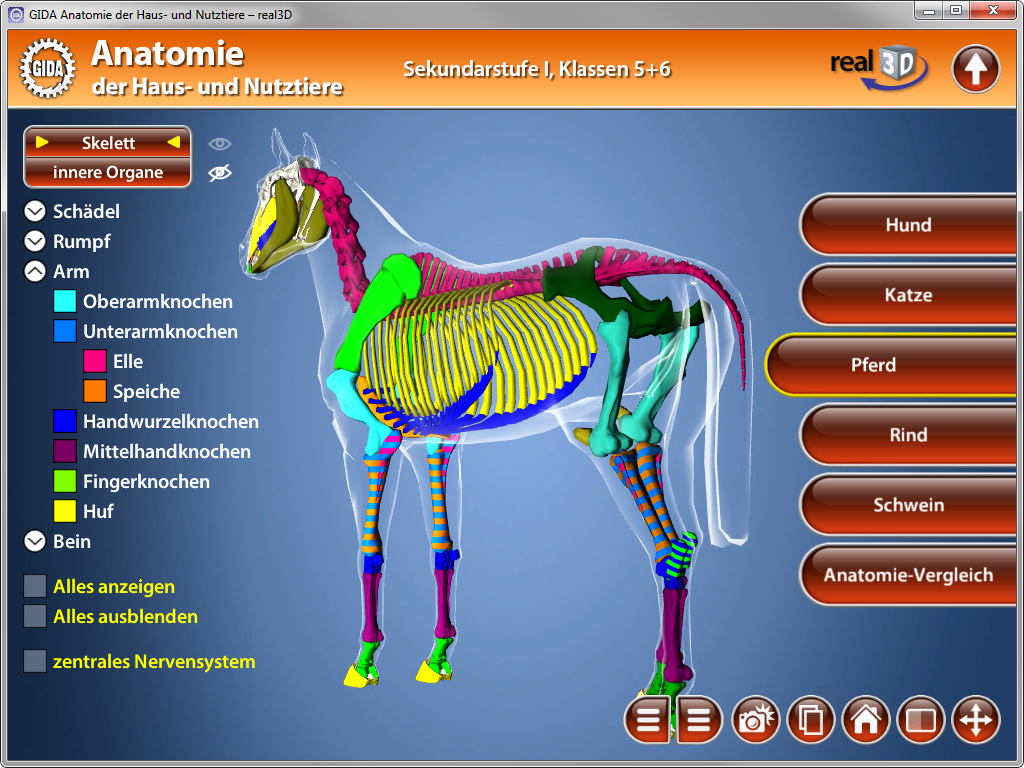 3D-Darstellung der Anatomie eines Pferdes mit farblich gekennzeichneten Organen und Knochen.