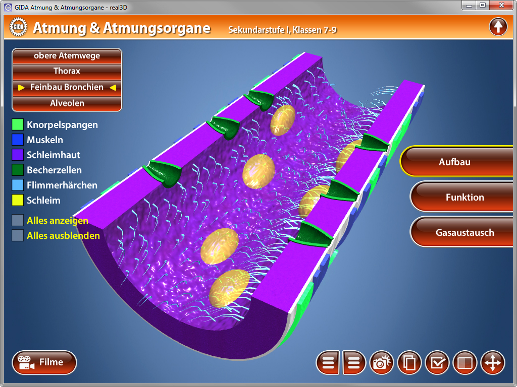 3D-Darstellung des Atmungs- und Atmungsorgans mit hervorgehobenen Strukturen wie Bronchien und Alveolen.
