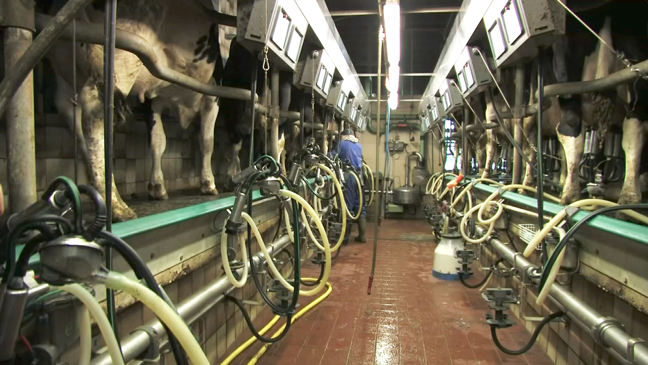 Ein Melkstand mit mehreren Kühen, die gemolken werden. Schläuche und Melkmaschinen sind sichtbar.