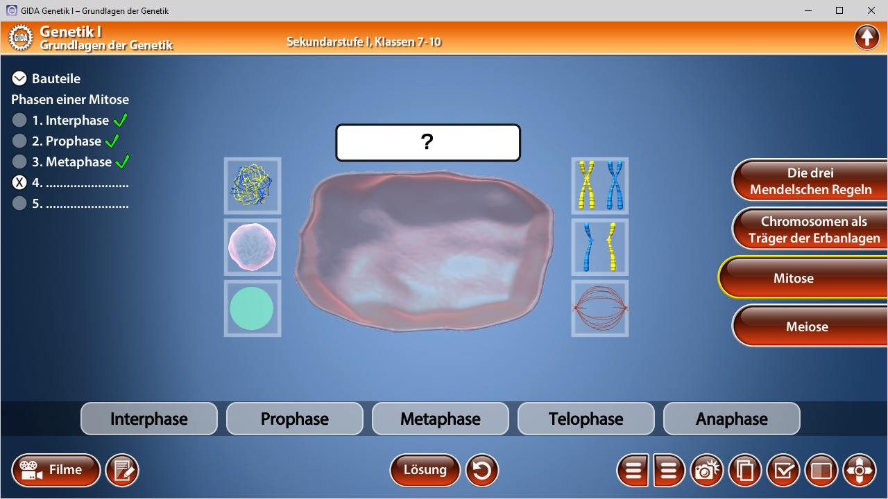 Grafik zur Zellteilung mit Phasen der Mitose: Interphase, Prophase, Metaphase, Telophase, Anaphase und deren Darstellung.