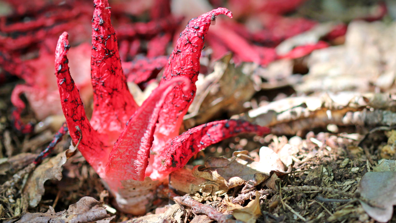 Rote, fleischige Pflanze mit tentakelartigen Auswüchsen, umgeben von Laub und Erde.