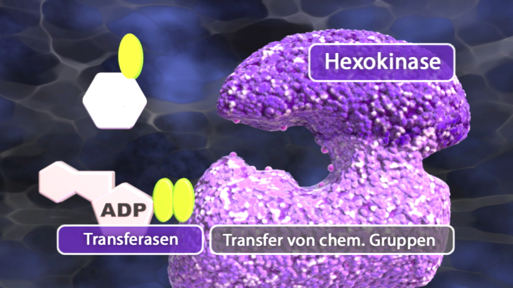 Diagramm zur Hexokinase, zeigt Transfer von chemischen Gruppen und ADP.
