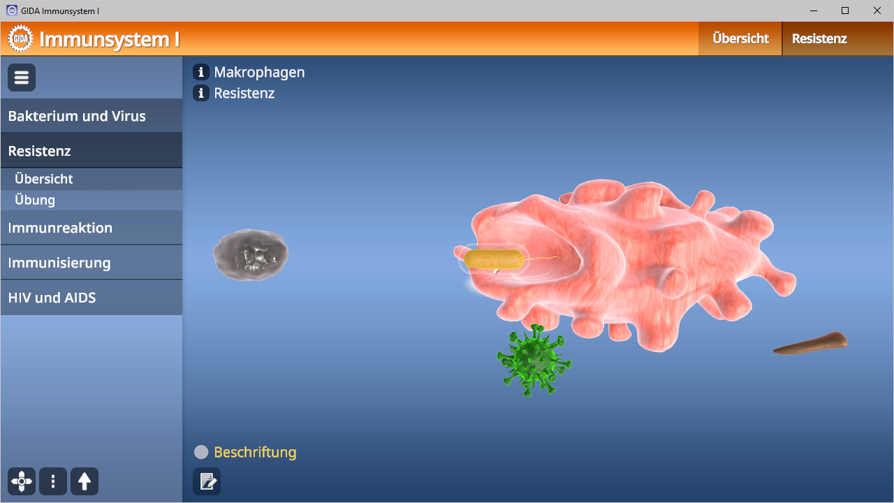 Grafik eines Makrophagen, der Bakterien und Viren bekämpft, mit Beschriftungen zu Immunreaktionen.