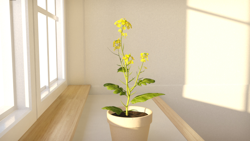 Eine kleine Pflanze mit gelben Blüten in einem weißen Topf auf einer Holzoberfläche, beleuchtet von natürlichem Licht.