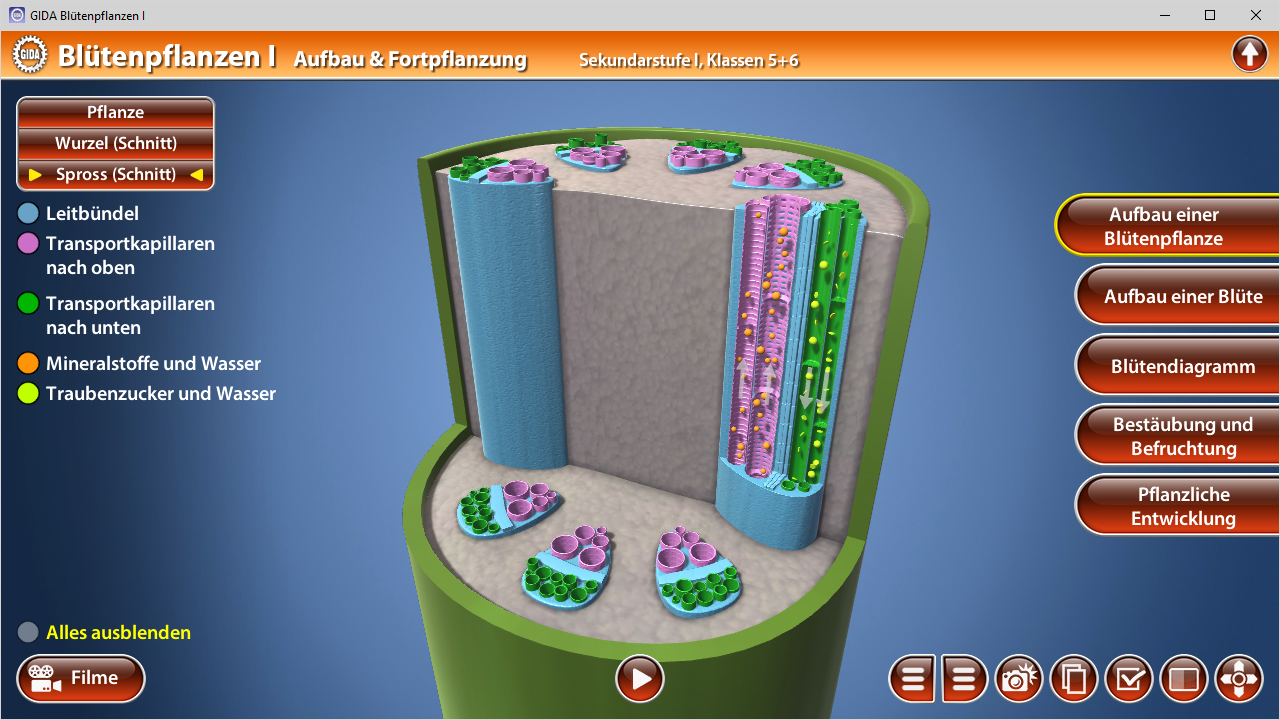 3D-Diagramm einer Blütenpflanze, das den Aufbau von Wurzel, Spross und Transportstrukturen zeigt.
