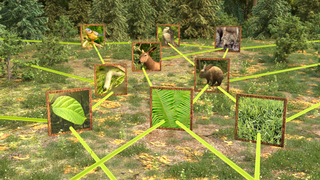 Infografik über die Beziehungen zwischen Tieren und Pflanzen im Wald, dargestellt durch Bilder und Linien.