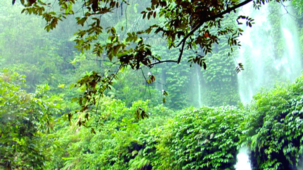 Grüner Dschungel mit Wasserfällen im Hintergrund, umgeben von üppigem Laub.