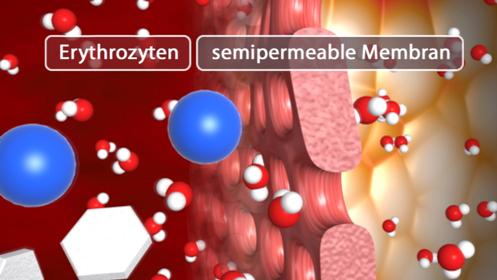Grafik zeigt Erythrozyten und eine semipermeable Membran mit Molekülen und Wasserstoffatomen.