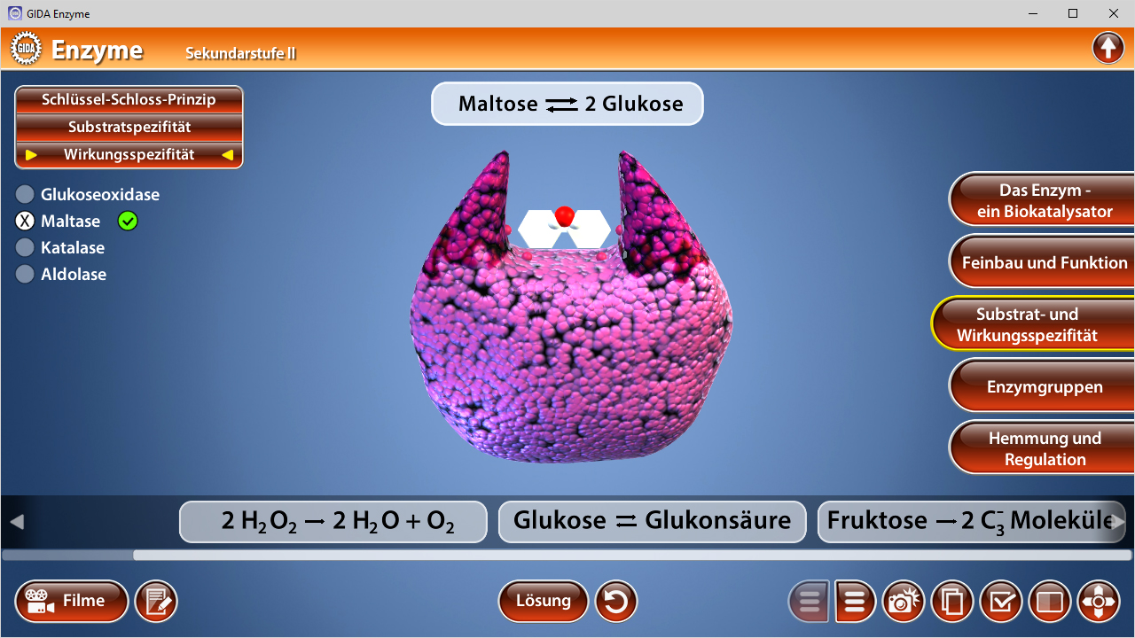 3D-Modell eines Enzyms mit Fokus auf Maltose, die in zwei Glukosemoleküle zerlegt wird. Darstellung von Substrat und Wirkungsmechanismus.