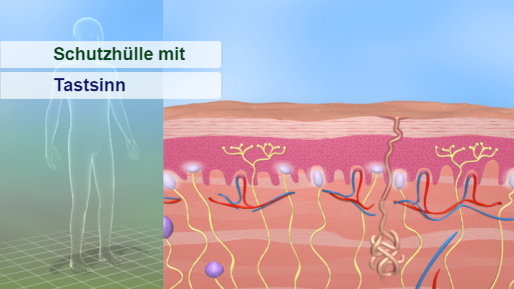 Diagramm, das die Schutzschicht der Haut und die Nervenenden für den Tastsinn zeigt.