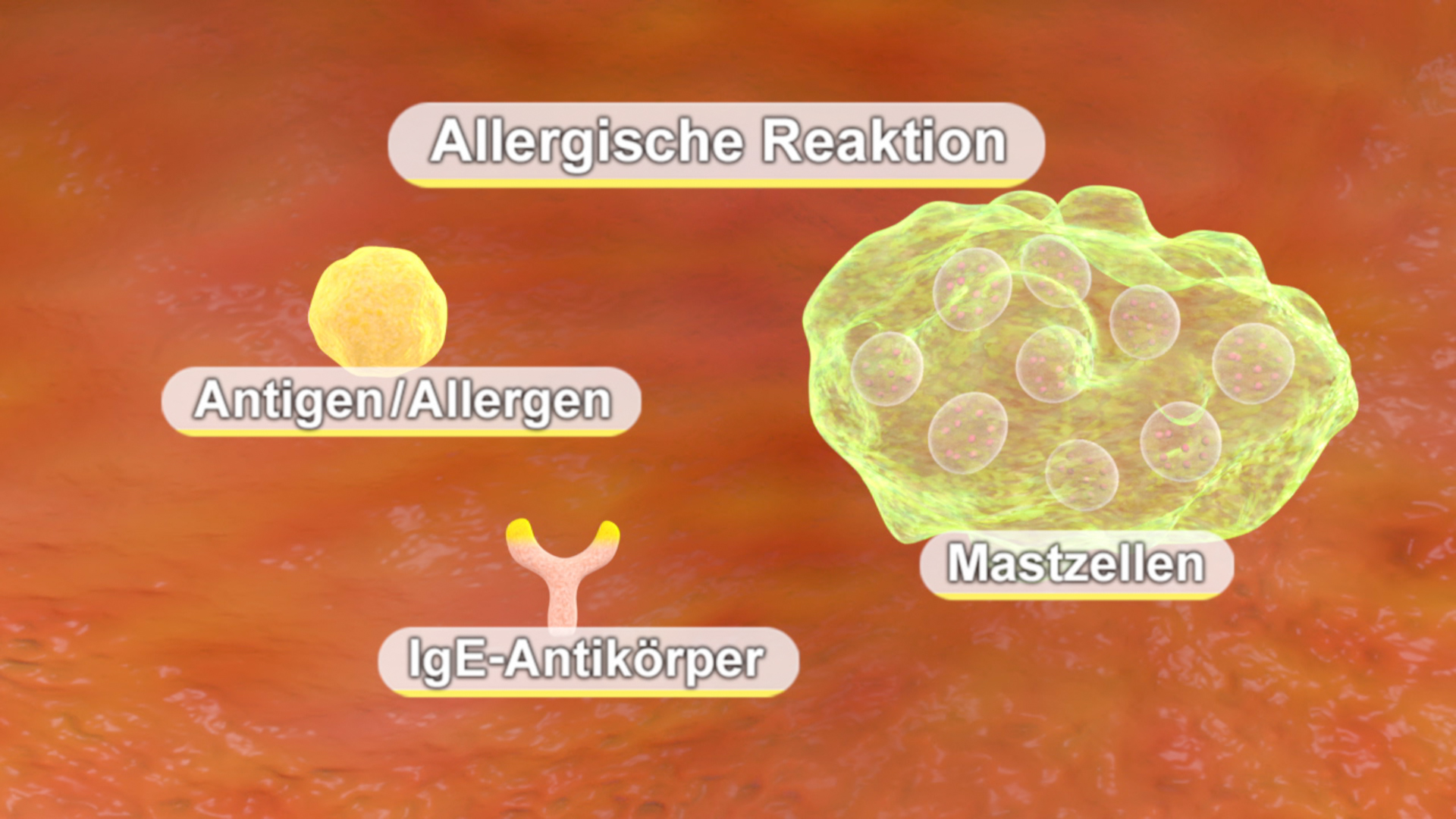 Diagramm einer allergischen Reaktion mit Antigen/Allergen, IgE-Antikörpern und Mastzellen.