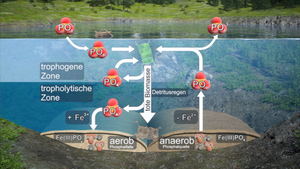Diagramm, das den Phosphorkreislauf in aquatischen Ökosystemen zeigt, einschließlich trophogener und tropholytischer Zonen.