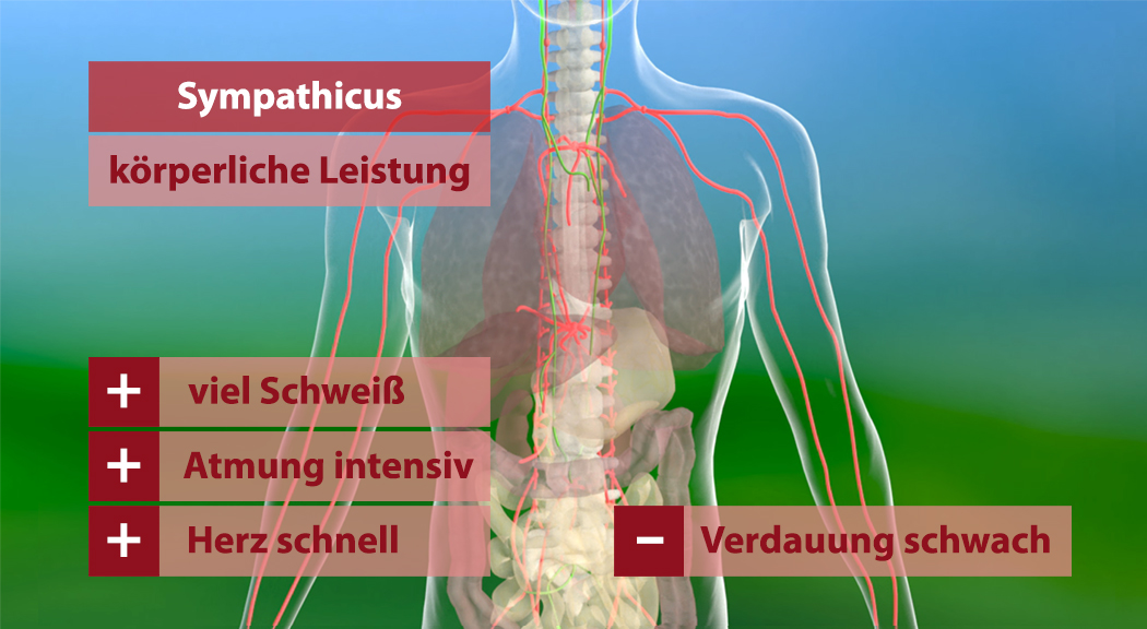 Diagramm des menschlichen Körpers mit Fokus auf das sympathische Nervensystem und dessen Auswirkungen auf körperliche Leistung.