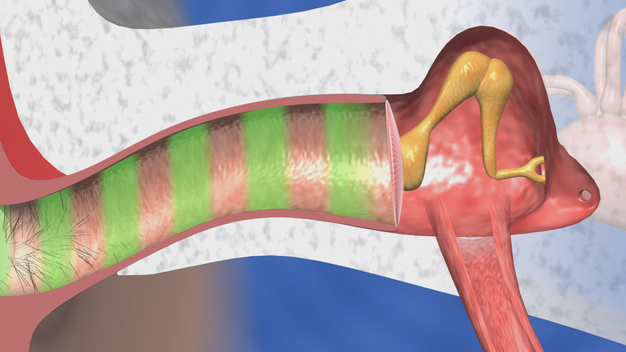 Diagramm einer anatomischen Struktur mit farblich gekennzeichneten Bereichen, die verschiedene Teile des Körpers darstellen.